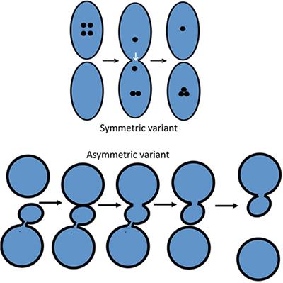 Models of Intracellular Transport: Pros and Cons